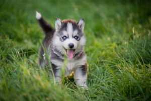 Pomsky